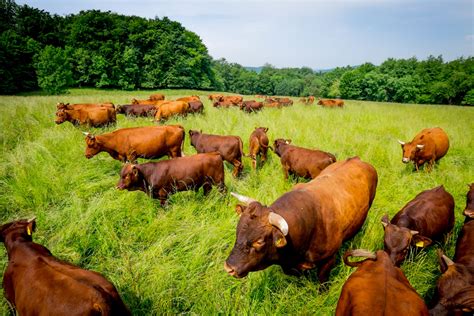 Landwirtschaft und Rinderzucht
